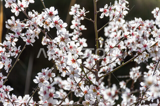 ازهار شجرة اللوز، ازهار بيضاء متفتحة، الطبيعة في فصل الربيع، اشجار اللوز المزهرة، زراعة الاشجار المزهرة، خلفية الطبيعة