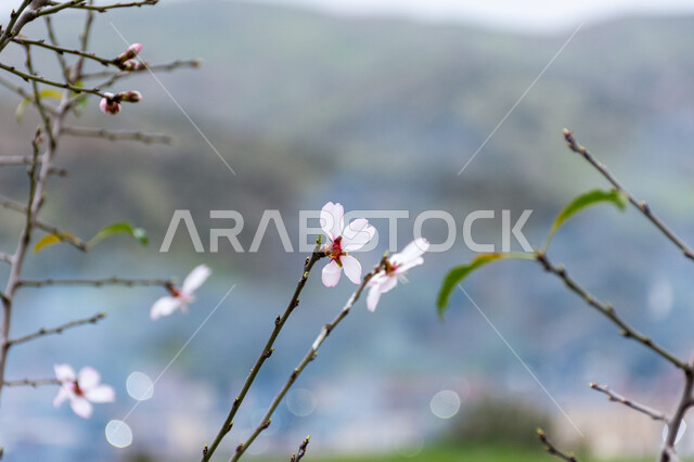 ازهار شجرة اللوز، ازهار بيضاء متفتحة، الطبيعة في فصل الربيع، اشجار اللوز المزهرة، زراعة الاشجار المزهرة، خلفية الطبيعة