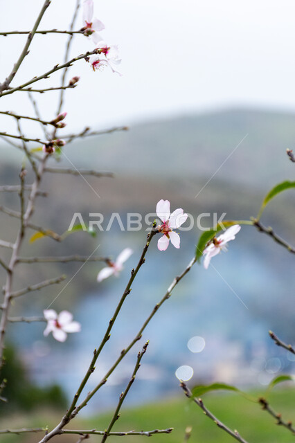 ازهار شجرة اللوز، ازهار بيضاء متفتحة، الطبيعة في فصل الربيع، اشجار اللوز المزهرة، زراعة الاشجار المزهرة، خلفية الطبيعة