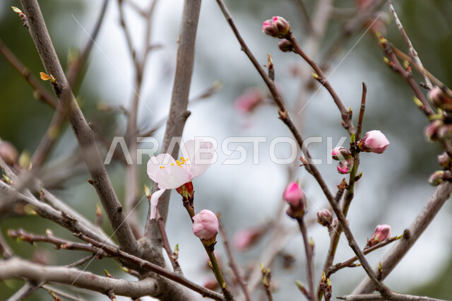 صورة مقربة لازهار شجرة اللوز، ازهار بيضاء متفتحة، الطبيعة في فصل الربيع، اشجار اللوز المزهرة، زراعة الاشجار المزهرة، خلفية الطبيعة