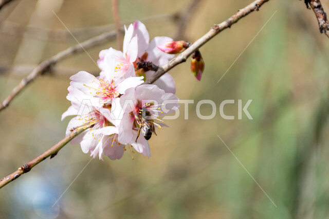 صورة مقربة لنحلة تتغذى على رحيق ازهار شجرة اللوز، تلقيح الزهور، ازهار بيضاء متفتحة، الطبيعة في فصل الربيع، اشجار اللوز المزهرة، زراعة الاشجار المزهرة، خلفية الطبيعة