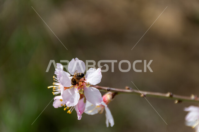 صورة مقربة لنحلة تتغذى على رحيق ازهار شجرة اللوز، تلقيح الزهور، ازهار بيضاء متفتحة، الطبيعة في فصل الربيع، اشجار اللوز المزهرة، زراعة الاشجار المزهرة، خلفية الطبيعة