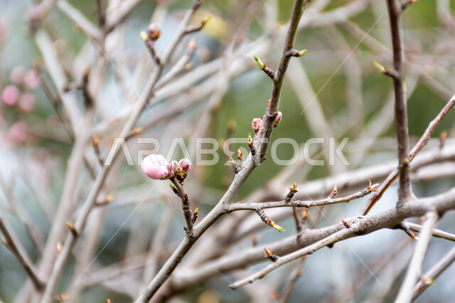 صورة مقربة لاغصان شجرة اللوز، الطبيعة في فصل الربيع، اشجار اللوز، زراعة الاشجار، خلفية الطبيعة