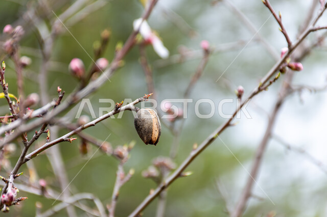 صورة مقربة لثمرة اللوز، اغصان شجرة اللوز، الطبيعة في فصل الربيع، ثمرة اشجار اللوز، زراعة اشجار اللوز، خلفية الطبيعة
