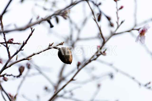 صورة مقربة لثمرة اللوز، اغصان شجرة اللوز، الطبيعة في فصل الربيع، ثمرة اشجار اللوز، زراعة اشجار اللوز، خلفية الطبيعة