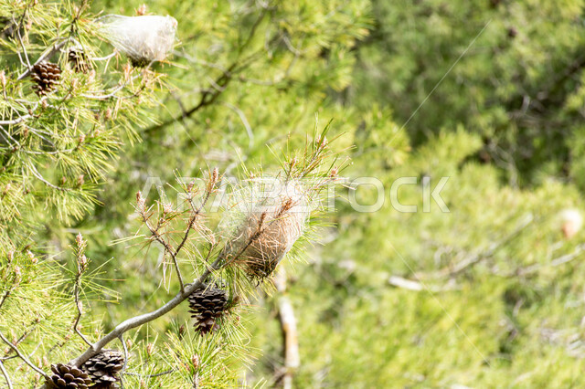 الاشجار والنباتات الخضراء، اشجار الصنوبر، اغصان الاشجار، الطبيعة الخضراء، زراعة اشجار الصنوبر، خلفية الطبيعة