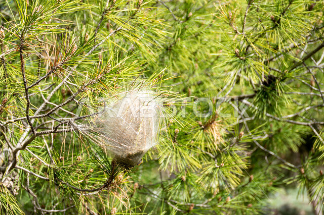 الاشجار والنباتات الخضراء، اشجار الصنوبر، اغصان الاشجار، الطبيعة الخضراء، زراعة اشجار الصنوبر، خلفية الطبيعة