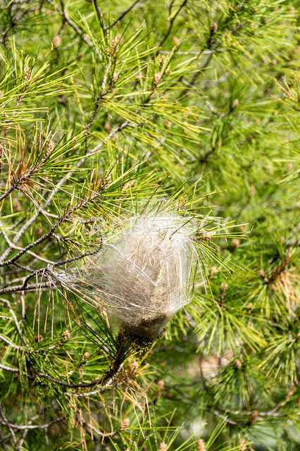 الاشجار والنباتات الخضراء، اشجار الصنوبر، اغصان الاشجار، الطبيعة الخضراء، زراعة اشجار الصنوبر، خلفية الطبيعة