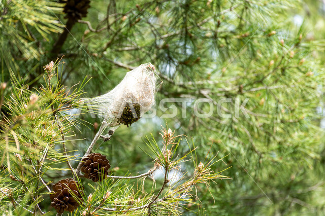 الاشجار والنباتات الخضراء، اشجار الصنوبر، اغصان الاشجار، الطبيعة الخضراء، زراعة اشجار الصنوبر، خلفية الطبيعة