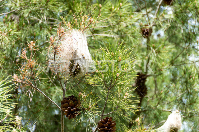 الاشجار والنباتات الخضراء، اشجار الصنوبر، اغصان الاشجار، الطبيعة الخضراء، زراعة اشجار الصنوبر، خلفية الطبيعة