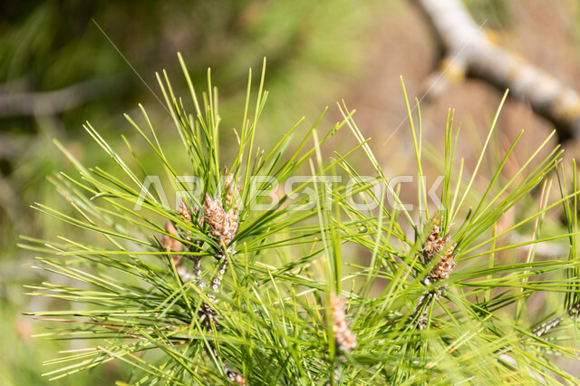 الاشجار والنباتات الخضراء، اشجار الصنوبر، اغصان الاشجار، الطبيعة الخضراء، زراعة اشجار الصنوبر، خلفية الطبيعة