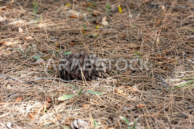 Pine fruit lying on the ground, tree branches, pine plant, pine nut