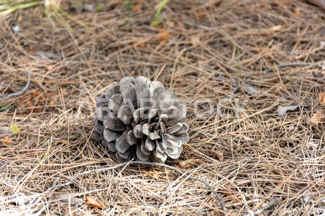 Pine fruit lying on the ground, tree branches, pine plant, pine nut