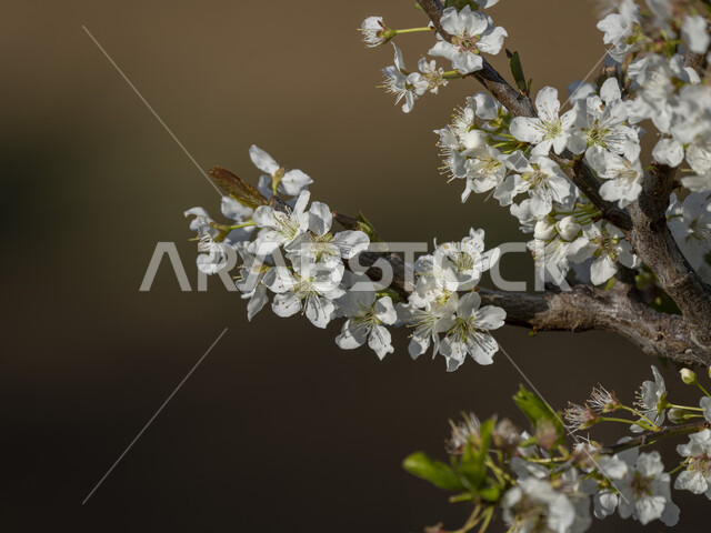 صورة مقربة لأزهار الخوخ البيضاء على أغصان الشجر , بلوسوم , خلفية الطبيعة , ورود بيضاء صغيرة , أشجار مثمرة , المزارع والزراعة في المملكة العربية السعودية . 