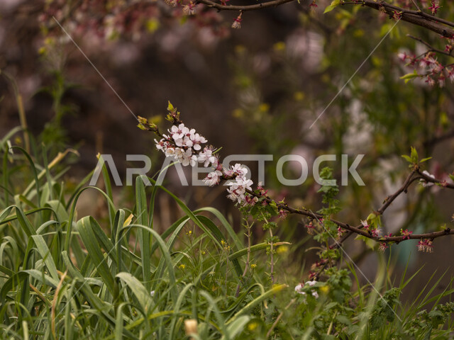 Close-up of white peach blossoms on tree branches, nature background, small white roses, fruit trees, farms and agriculture in the Kingdom of Saudi Arabia.