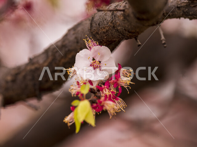 صورة مقربة لأزهار الخوخ البيضاء على أغصان الشجر , بلوسوم , خلفية الطبيعة , ورود بيضاء صغيرة , أشجار مثمرة , المزارع والزراعة في المملكة العربية السعودية . 