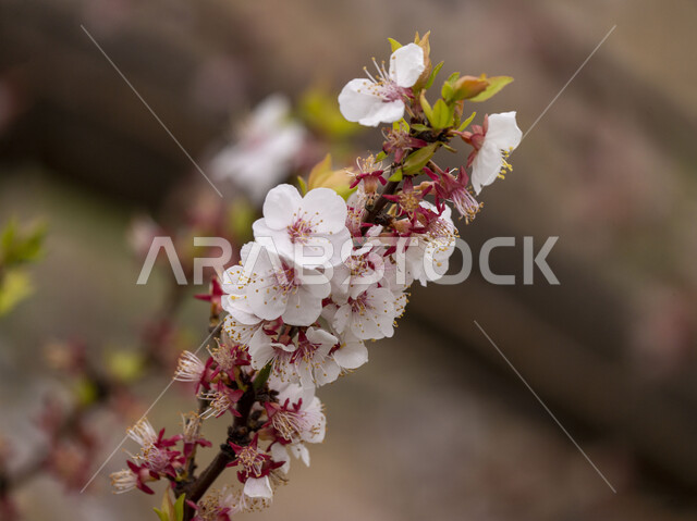 Close-up of white peach blossoms on tree branches, nature background, small white roses, fruit trees, farms and agriculture in the Kingdom of Saudi Arabia.