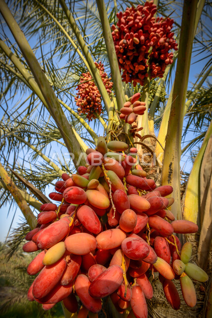 Close-up of red dates harvested on palm trees, red dates, date picking season, fruitful palm farms, fruits of palm trees