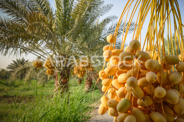 Close-up of red dates harvested on palm trees, red dates, date picking season, fruitful palm farms, fruits of palm trees