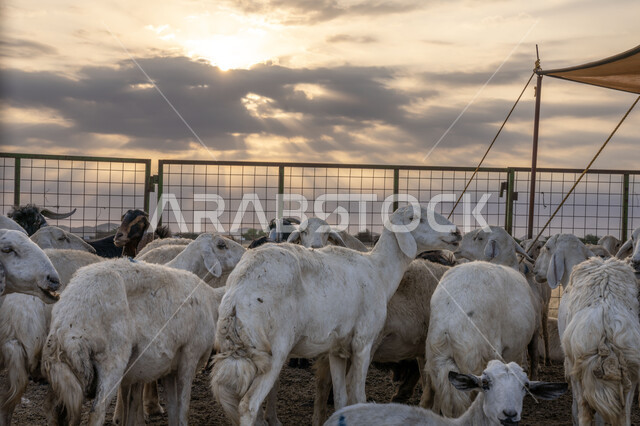 قطيع ماعز محاط بسور حديدي يجمعهم في نقطة تجمع واحدة، تربية المواشي في الصحراء، مزارع لتربية الحيوانات