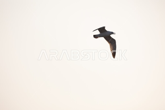 طائر النورس في السماء ، طائر النورس يحلق في السماء، طيور مهاجرة 