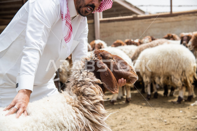 A Saudi Arabian Gulf man is choosing a sacrifice for Eid al-Adha from the farms of the Kingdom, buying sacrifices, sheep sheep, goats and livestock farms in the Kingdom of Saudi Arabia