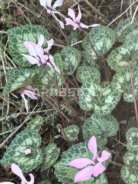 صورة مقربة لنبات بخور مريم، زهور بيضاء، اوراق الاشجار، الاشجار والنباتات الخضراء، النباتات العشبية، خلفية الطبيعة