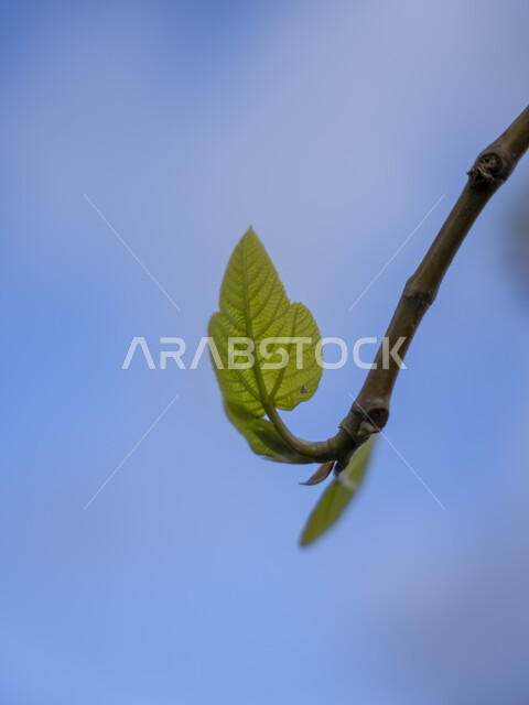 صورة مقربة لورقة الشجرة على الغصن، اوراق الاشجار الخضراء على، غصن الشجرة، مناظر طبيعية، خلفية الطبيعة