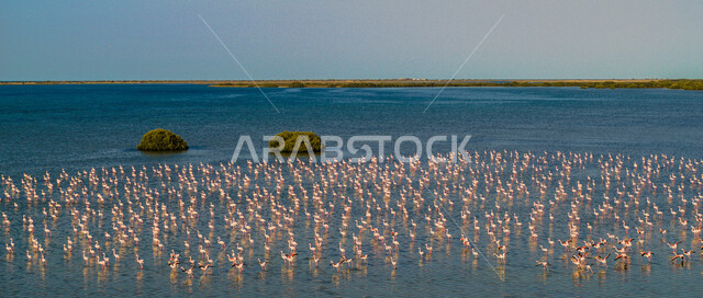 اسراب الطيور المهاجرة في البحر، شاطئ البحر، الطيور المهاجرة، مناظر طبيعية، هدوء البحر، سرب الطيور المهاجرة