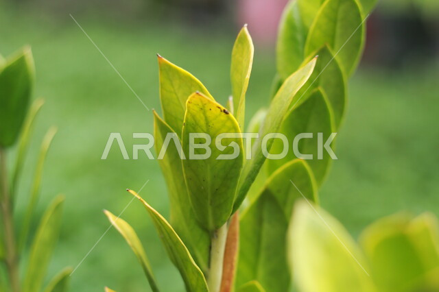 اوراق الاشجار الخضراء، الاشجار والنباتات الخضراء، الطبيعة الخضراء، خلفية الطبيعة