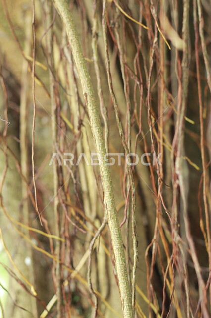 صورة مقربة لجذور الاشجار، اغصان الاشجار، النباتات الطبيعة، جذور واغصان الاشجار