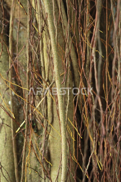 صورة مقربة لجذور الاشجار، اغصان الاشجار، النباتات الطبيعة، جذور واغصان الاشجار