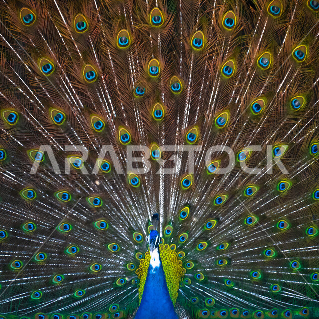 طائر الطاووس متعددد الألوان ينشر ريشه الرائع والجذاب، طائر الطاووس الجميل، تربية الطيور الاليفة