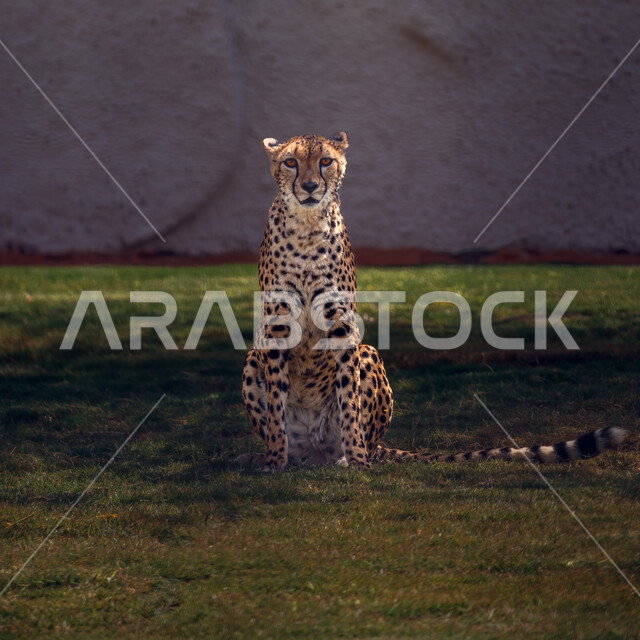 حيوان الفهد البري في حديقة الحيوان، حيوان بري، حيوان سريع، الحيوانات المفترسة