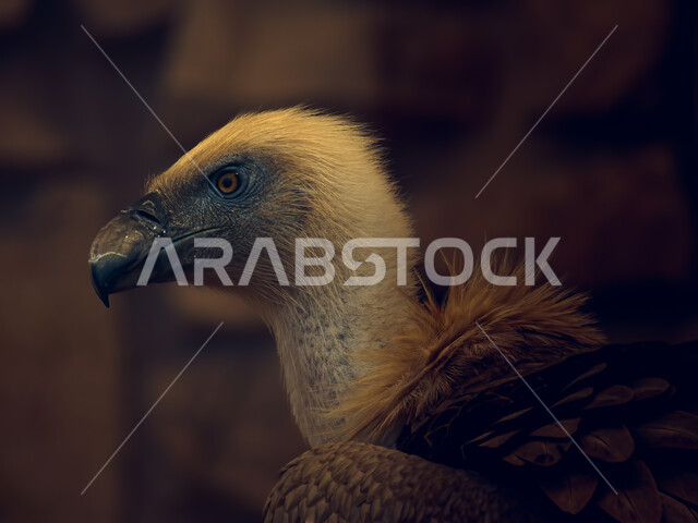 صورة مقربة لطائر النسر الجارح، طيور جارحة، طيور برية، محمية طبيعية لتربية الطيور