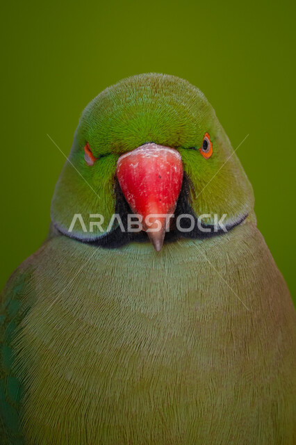 Close up of parrot, green parrot, red beak, breeding nature reserve, green background