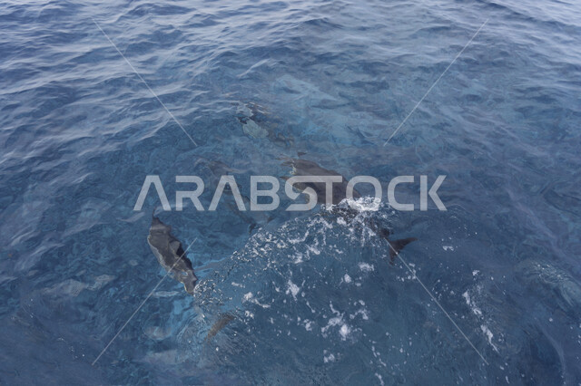 A group of dolphins in the sea, a water pond, marine animals, dolphin fish, pets