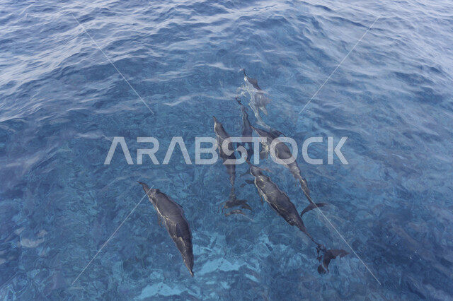 A group of dolphins in the sea, a water pond, marine animals, dolphin fish, pets