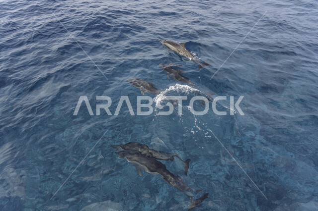 A group of dolphins in the sea, a water pond, marine animals, dolphin fish, pets
