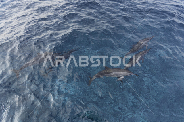 مجموعة من الدلافين في البحر، بركة مائية، حيوانات بحرية، اسماك الدلفين، حيوانات اليفة