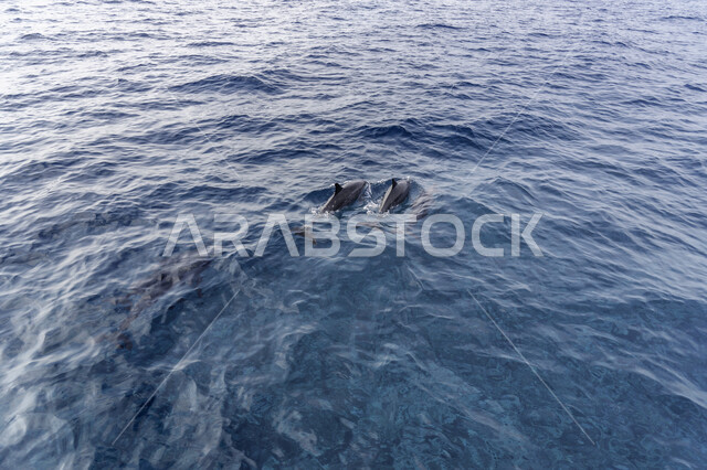 A group of dolphins in the sea, a water pond, marine animals, dolphin fish, pets