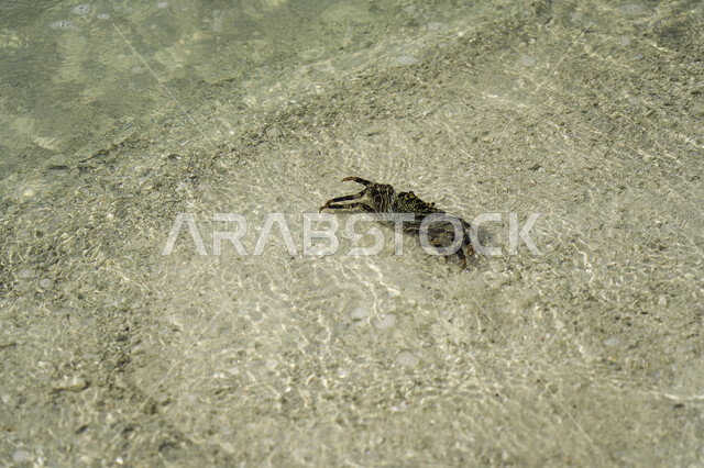 Crabs on the beach, crabs, seashore, crustaceans