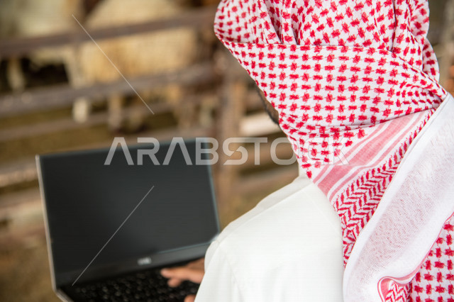 صورة من الخلف لرجل عربي خليجي سعودي يقوم بإختيار الأضحية عن طريق الحاسوب المحمول من مزارع المملكة ، شراء الأضاحي ، الخروف الضاني ، مزارع تربية الماعز و المواشي في المملكة العربية السعودية