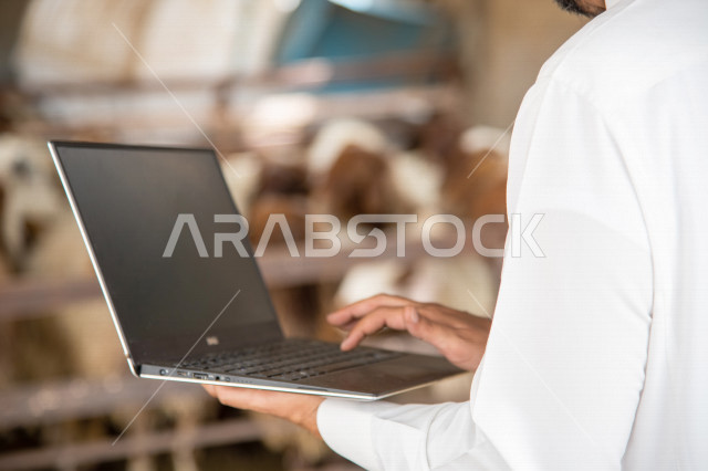 صورة مقربة ليد رجل عربي خليجي سعودي يقوم بإختيار الأضحية عن طريق الحاسوب المحمول من مزارع المملكة ، شراء الأضاحي ، الخروف الضاني ، مزارع تربية الماعز و المواشي في المملكة العربية السعودية