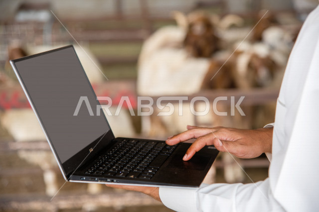 صورة مقربة ليد رجل عربي خليجي سعودي يقوم بإختيار الأضحية عن طريق الحاسوب المحمول من مزارع المملكة ، شراء الأضاحي ، الخروف الضاني ، مزارع تربية الماعز و المواشي في المملكة العربية السعودية