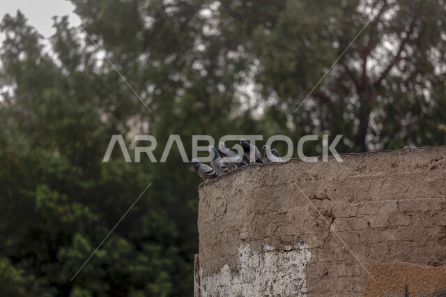 مجموعة من الحمام تقف على جدار طيني، جدار قديم، طائر الحمام، الاشجار الخضراء، خلفية الطبيعة