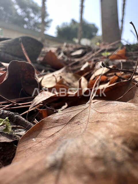 صورة مقربة لورقة شجرة جافة على الأرض، تساقط ورق الاشجار، اوراق الاشجار الجافة، مناظر طبيعية، تغيرات مناخية، فصل الخريف