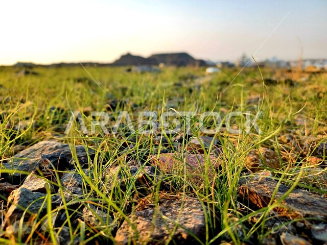 Close up of stones over herbaceous plants, green herbaceous plants, green nature, nature background
