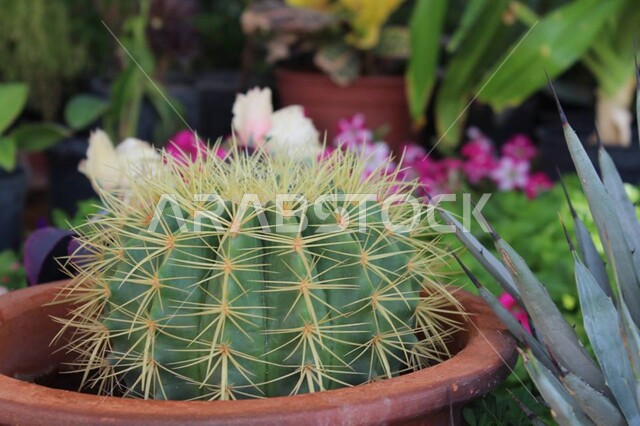 صورة مقربة لزهرة الصبار في وعاء زراعي، نبات شوكي، الطبيعة الخضراء، ازهار الصبار الشوكية، خلفية الطبيعة