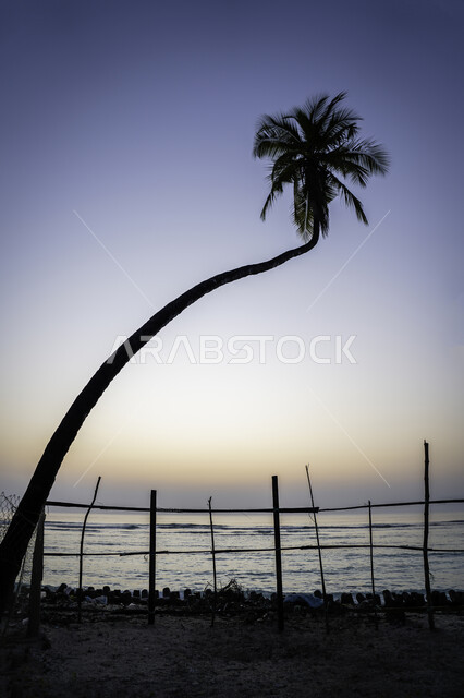 صورة ظلية لنخلة على شاطئ البحر وقت غروب الشمس، اشجار النخيل، الطبيعة البحرية، مناظر طبيعية خلابة، اماكن سياحية، خلفية الطبيعة